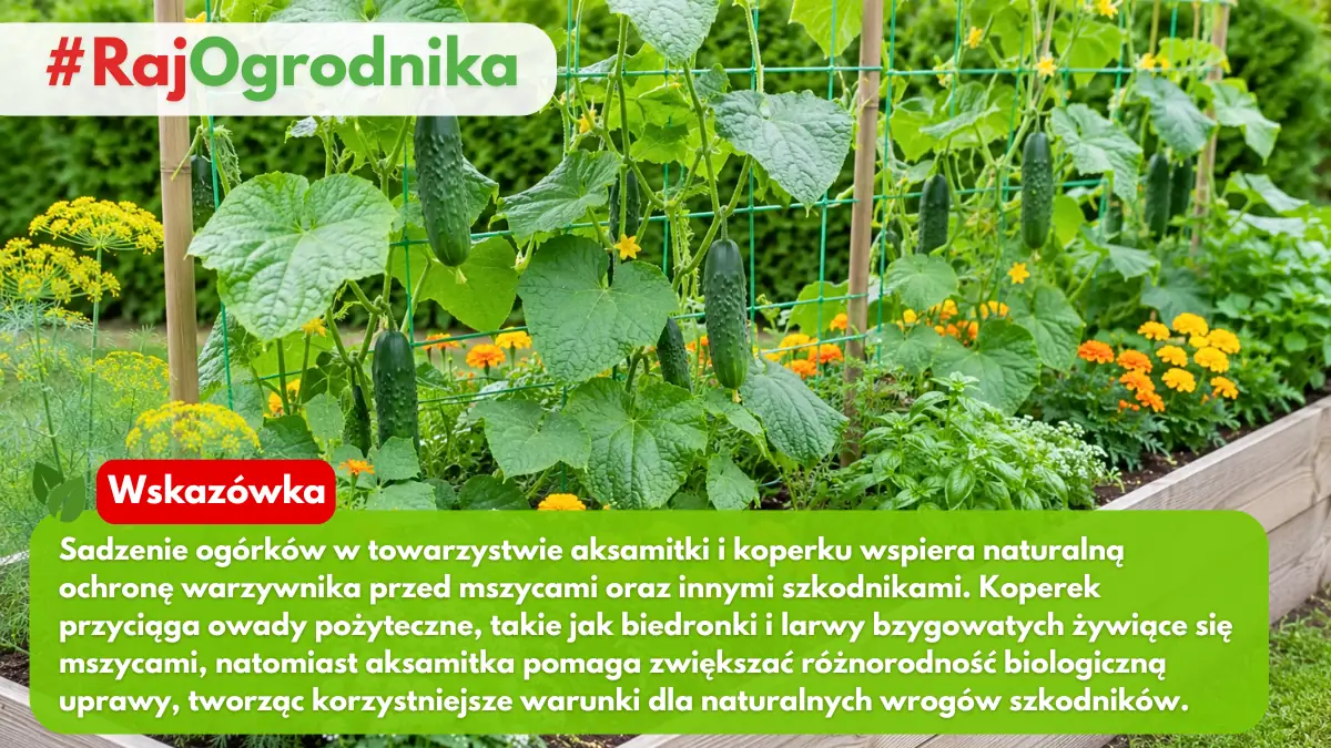 Ogórki na grządce z koprem aksamitką i bazylią blog sklep rajogrodnika